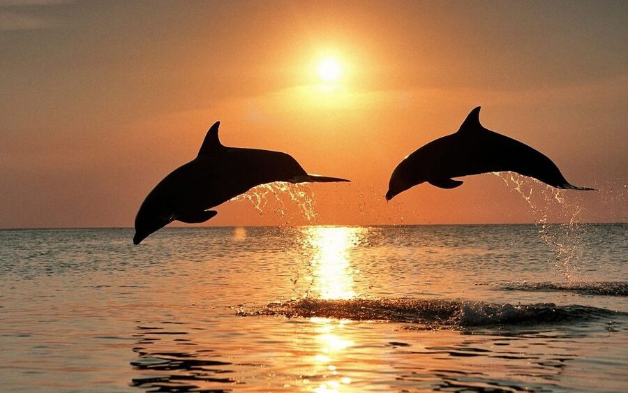 Pula: Dolphin Watching in Brijuni Park with Dinner & Drinks - Why this Brijuni dolphin cruise hits different at sunset