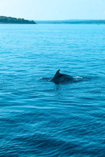 Dolphin Watching in Brijuni Park with Dinner & Drinks