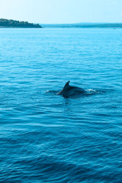 Pula: Dolphin Watching in Brijuni Park with Dinner & Drinks - Europa boat comfort, seats, and why capacity matters