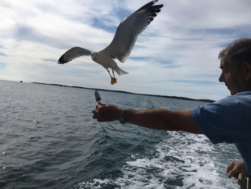 Pula: Dolphin Watching Sunset Cruise with Dinner & Drinks - Dolphin Watching in the Real World (Not a Guarantee)