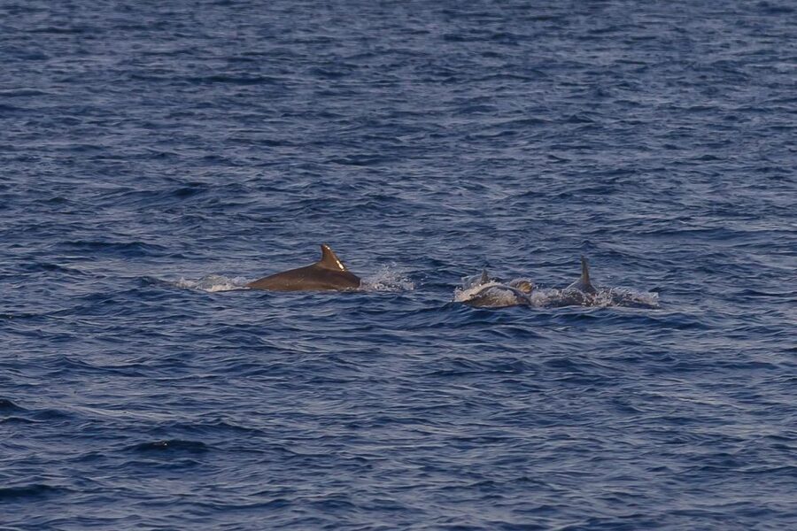 Pula: Dolphin Watching Sunset Cruise with Dinner & Drinks - Dinner and Unlimited Drinks on Board Orion (Ariete)