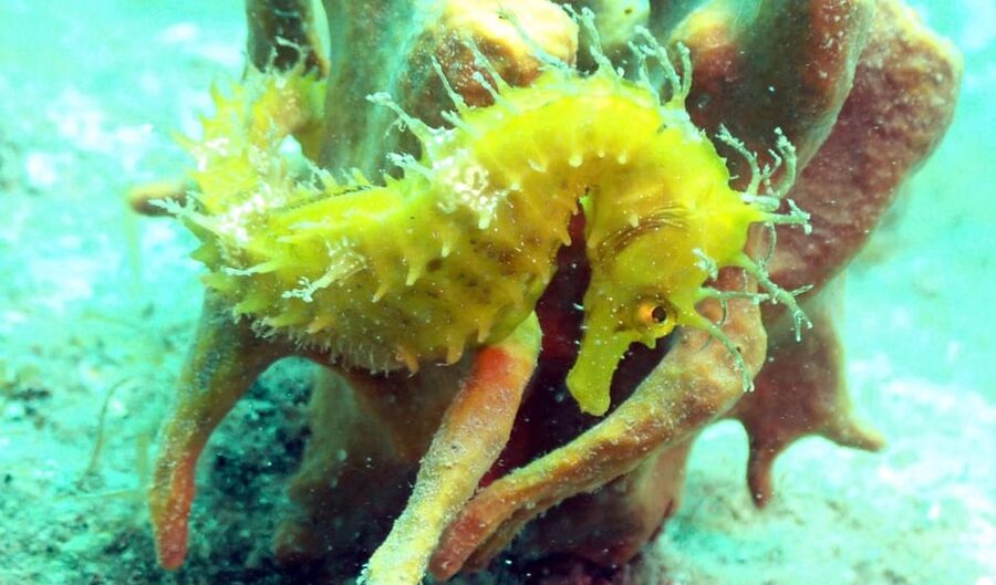 Pula: Introduction to Scuba Diving - What You Might See: Octopus, Seahorses, and Small Moments