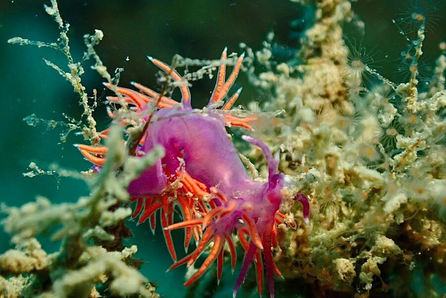Pula: Introduction to Scuba Diving - Timing, Minimum Age, and Who This Course Is For