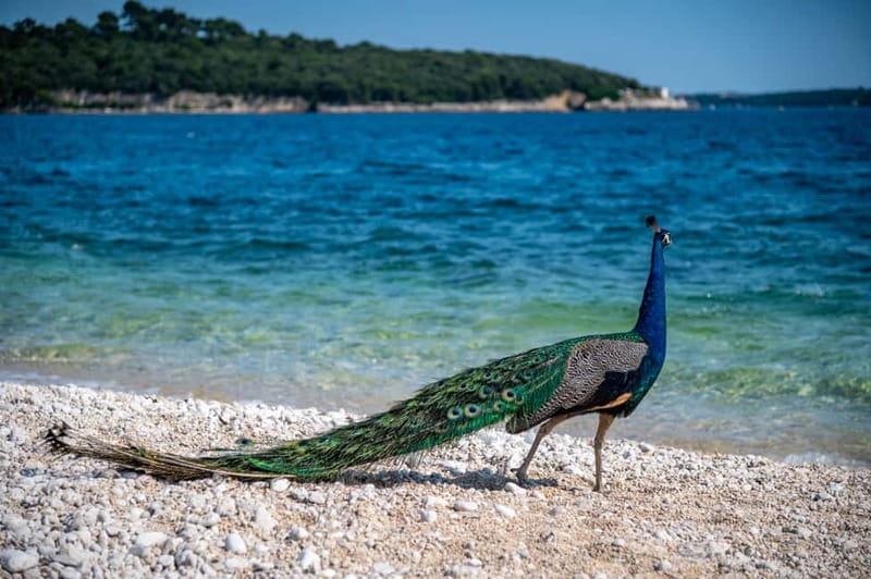 Pula: National Park Brijuni, 2 swimming stops, lunch, drinks - Lunch onboard: 3 grilled menu choices plus drinks