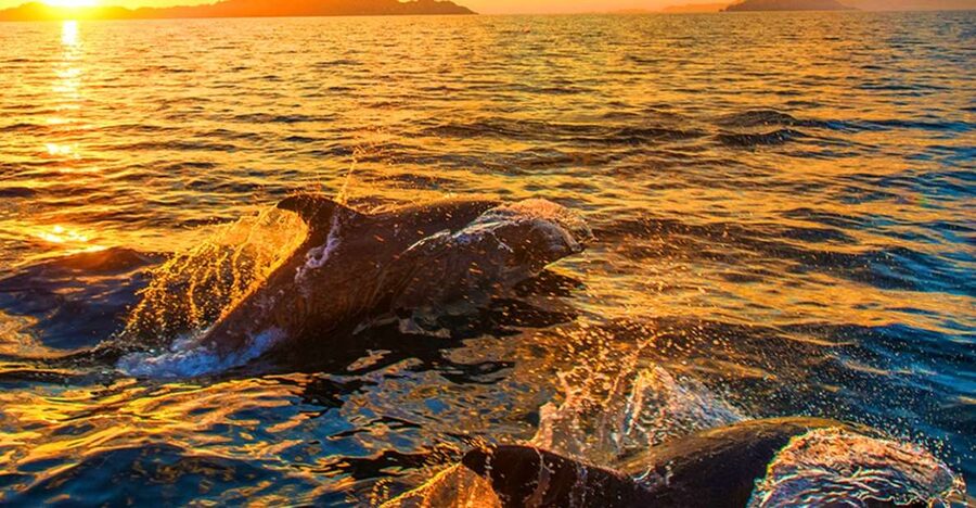 Pula: National Park Brijuni Dolphin Cruise with Dinner - Key highlights you should care about