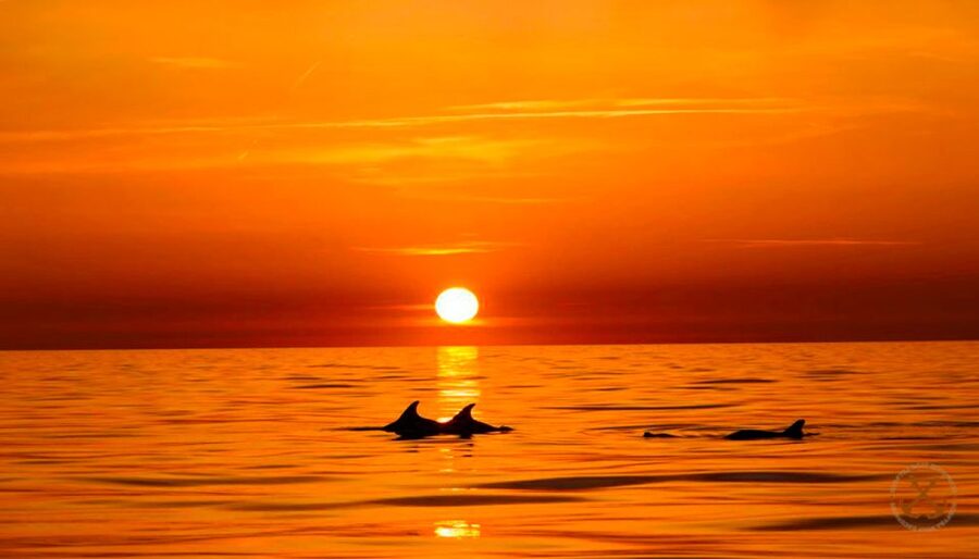 Pula: National Park Brijuni Dolphin Cruise with Dinner - Why this Pula dolphin cruise feels like a good value night out