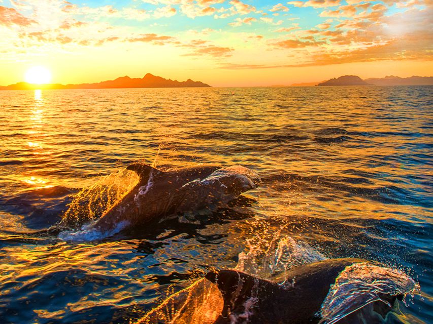 Pula: National Park Brijuni Dolphin Cruise with Dinner - The route you’re actually sailing: from Pula and Fažana to Brijuni waters