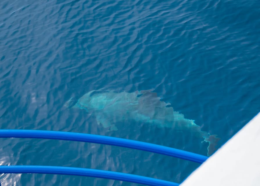 Pula: Private Dolphins & Sunset Tour With Dinner & Drinks - Dinner on the boat: chef-cooked choices with drinks included