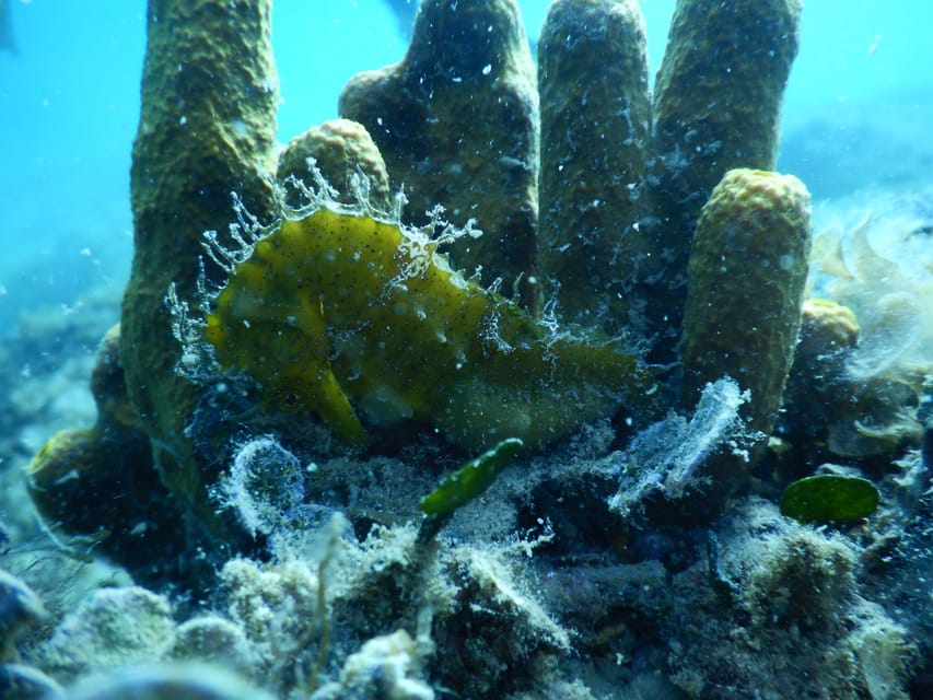Pula: Private Introduction to Scuba Diving - Your Underwater Time: One Instructor, Small Moments, Sea Life Goals