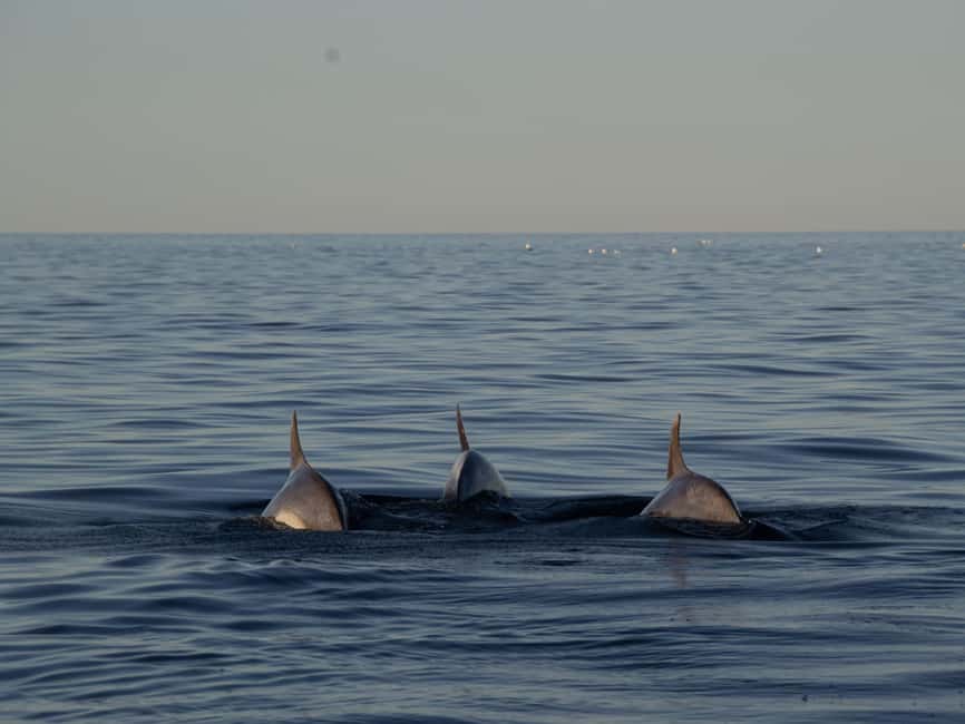 Pula: Sailing into Sunset - Brijuni Views, Drinks & Romance - Dolphin Spotting, the Ethical Way