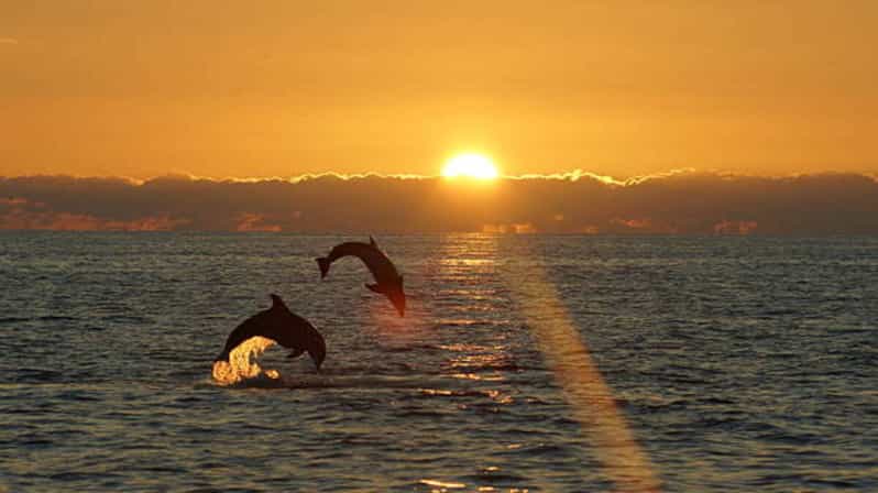 Pula: Sunset Dolphin Watching Boat Tour around N.P Brijuni - Pula seafront pickup at Pietas Julia, then out to Brijuni