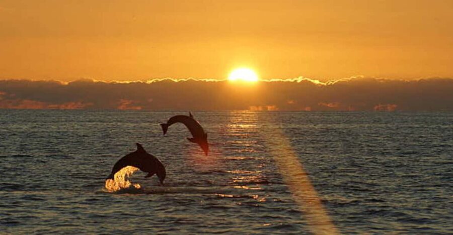 Pula: Sunset Dolphin Watching Boat Tour around N.P Brijuni - The real show: sunset dolphin watching in Brijuni waters