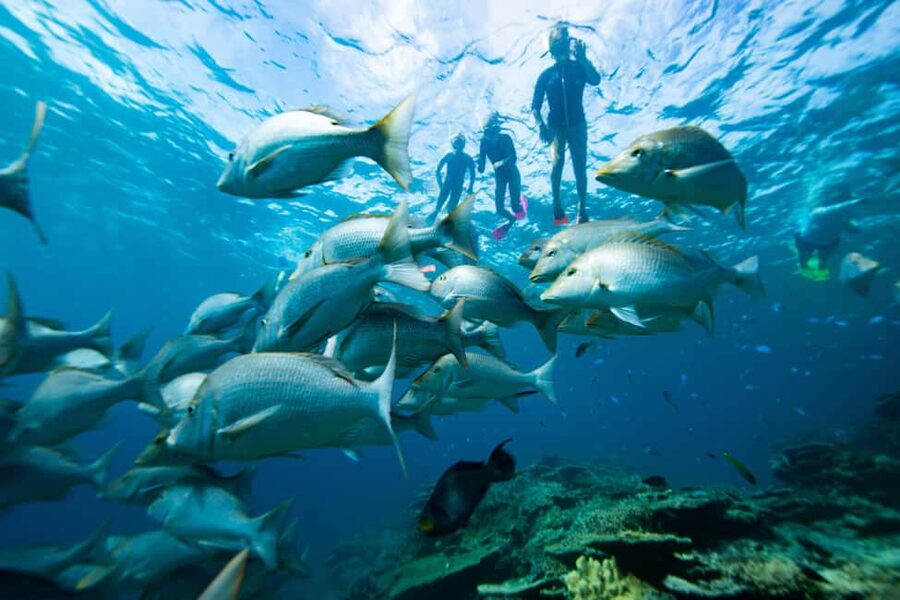 Pula: Swimming & snorkeling Boat Tour - Meeting the Boat at Pula Seafront, Pietas Julia
