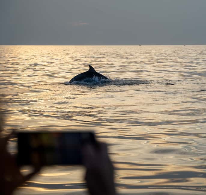 Rovinj: Dolphin Watching Sunset Speedboat Tour with Drinks - Who this tour suits best