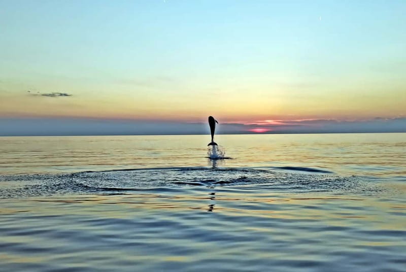 Rovinj: Dolphin Watching Sunset Speedboat Tour with Drinks - Sunset dolphin watching in Rovinj, what makes it special