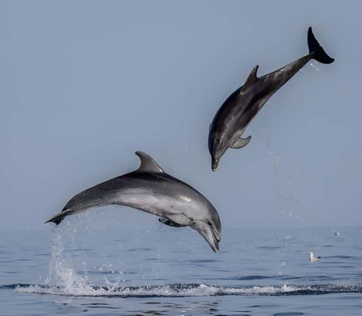 Rovinj: Dolphin Watching Sunset Speedboat Tour with Drinks - The skipper’s dolphin approach, calm rules that work