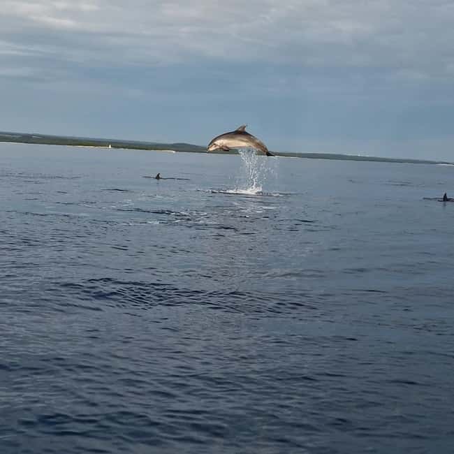 Rovinj: Shared Dolphin and Sunset Tour with Drinks - Price and value: is $57 worth 75 minutes on the water?