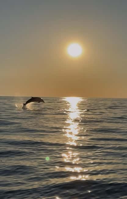 Rovinj: Shared Dolphin and Sunset Tour with Drinks - What “close distance” dolphin watching really means