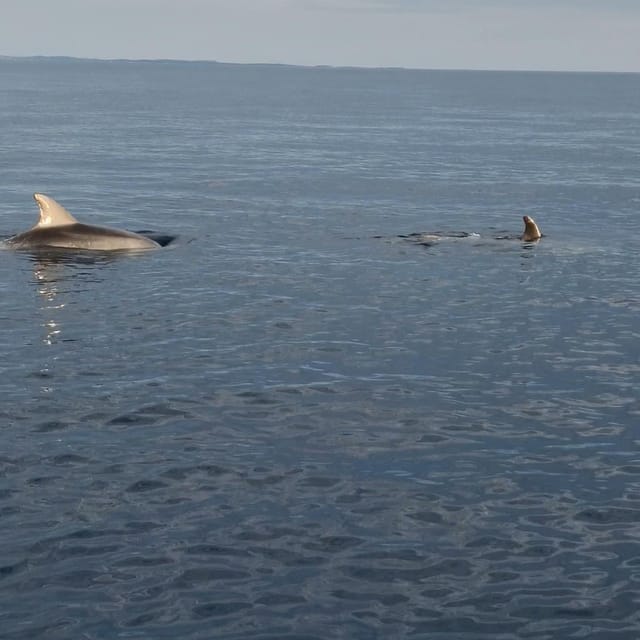 Rovinj: Shared Dolphin and Sunset Tour with Drinks - Shared boat, small group size, and how that affects the vibe