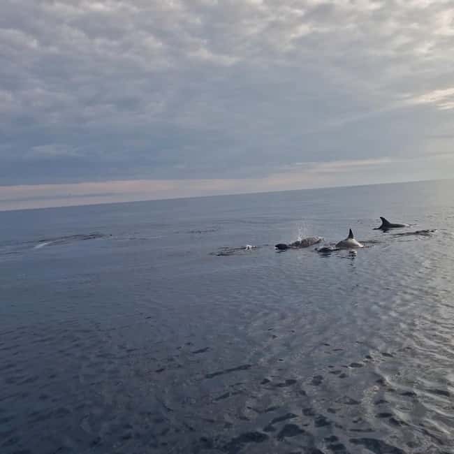 Rovinj: Shared Dolphin and Sunset Tour with Drinks - Pickup and drop-off: three Rovinj meeting points