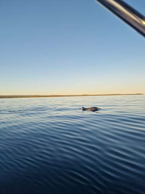 Rovinj: Shared Dolphin and Sunset Tour with Drinks - Drinks included: what you get and why it helps