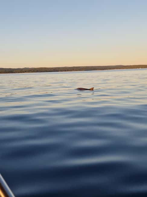 Rovinj: Shared Dolphin and Sunset Tour with Drinks - What to bring for a 19:30 start