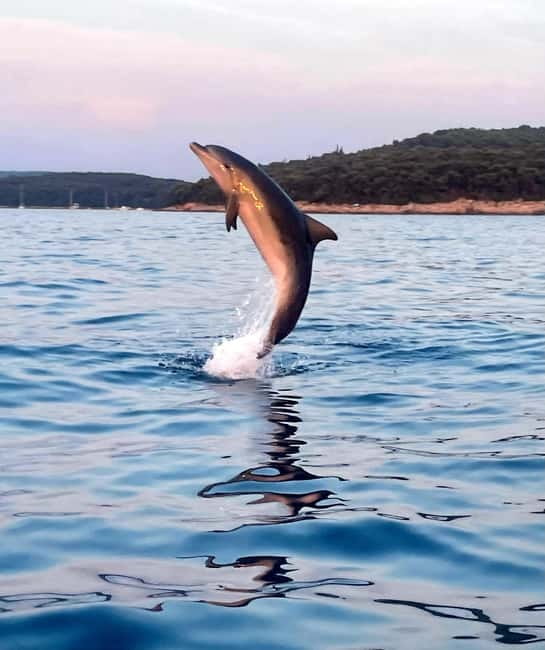Rovinj: Shared Dolphin and Sunset Tour with Drinks - The 75-minute flow, from quick ride to sunset time