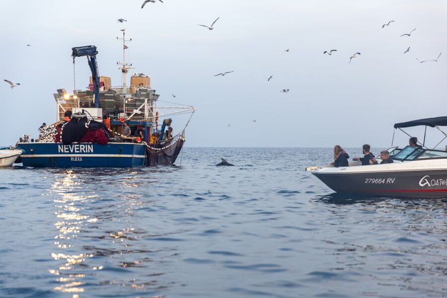 Rovinj: Sunrise Dolphins & Fishermen at Work Speedboat Tour - Return cruise and a Rovinj photo moment from the sea