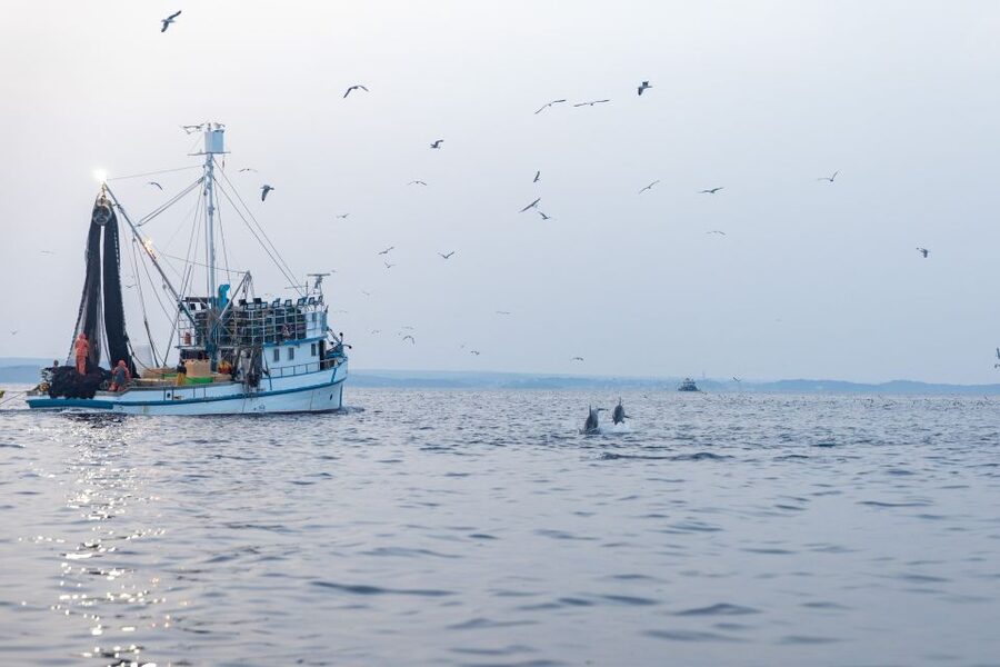 Rovinj: Sunrise Dolphins & Fishermen at Work Speedboat Tour - What to bring, what to expect onboard, and the rules that shape it