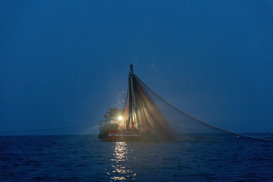 Rovinj: Sunrise Dolphins & Fishermen at Work Speedboat Tour - Price and value at about $93 for 105 minutes
