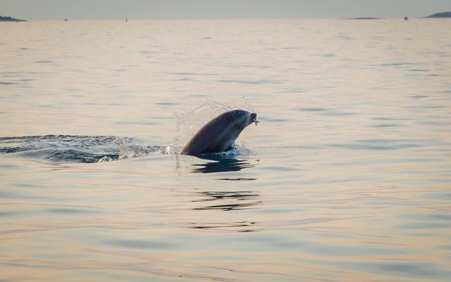 Rovinj: Sunrise Dolphins & Fishermen at Work Speedboat Tour - Small Group on a Speedboat, Max 10: the feel on board