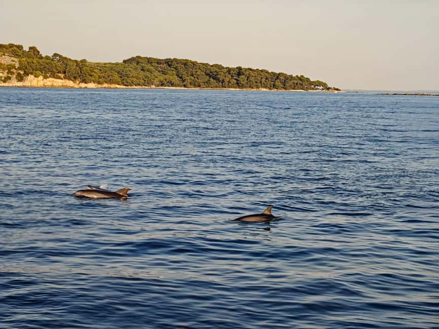 Rovinj: Sunset & dolphin group tours with Catamaran - Sunset Dolphin Watching: How the Cruise Plays Out