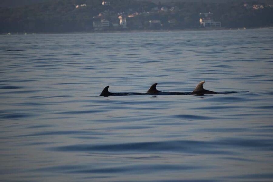 Rovinj: Sunset & dolphin group tours with Catamaran - Private Tours and Special Occasions, Without the Standard Tour Script