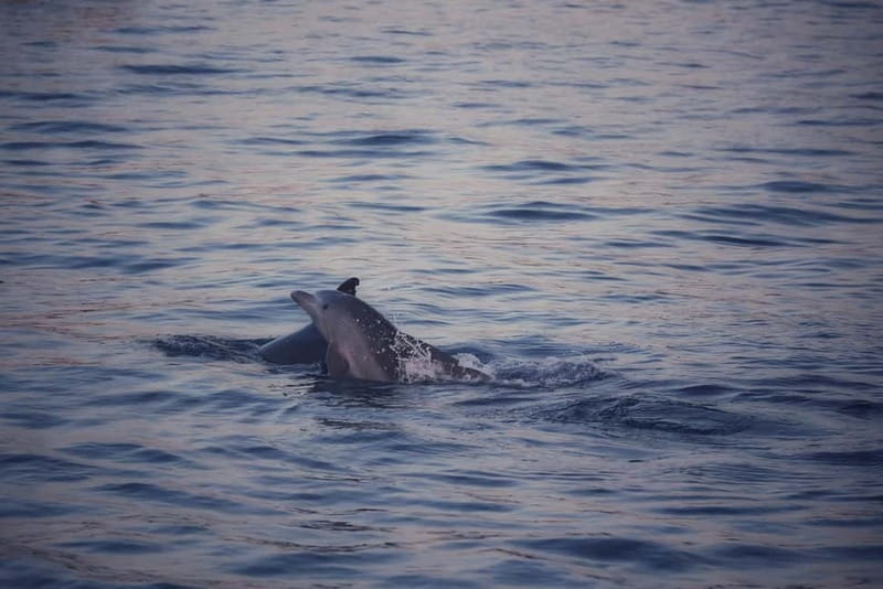 Rovinj: Sunset Lim Fjord Tour with BBQ, Swimming & Dolphins - The cruise route: Figarola, Banjol, and a captain’s fig brandy aperitif