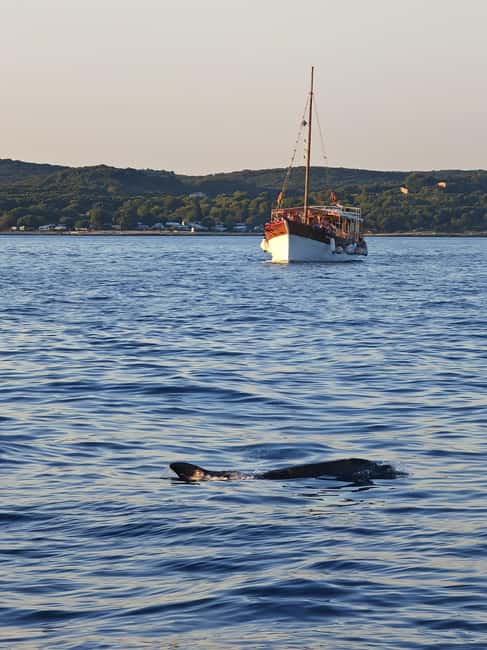 Rovinj: Sunset Lim Fjord Tour with BBQ, Swimming & Dolphins - Getting started at Valdibora and settling on Otac i Sinovi