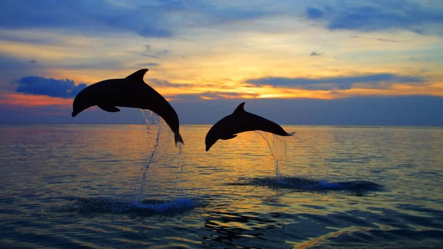 Rovinj: Sunset Speedboat Tour with Dolphin Watching - Key things that make this speedboat tour work
