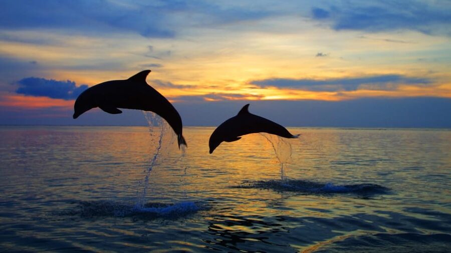 Rovinj: Sunset Speedboat Tour with Dolphin Watching - Sunset colors, changing light, and why the timing matters
