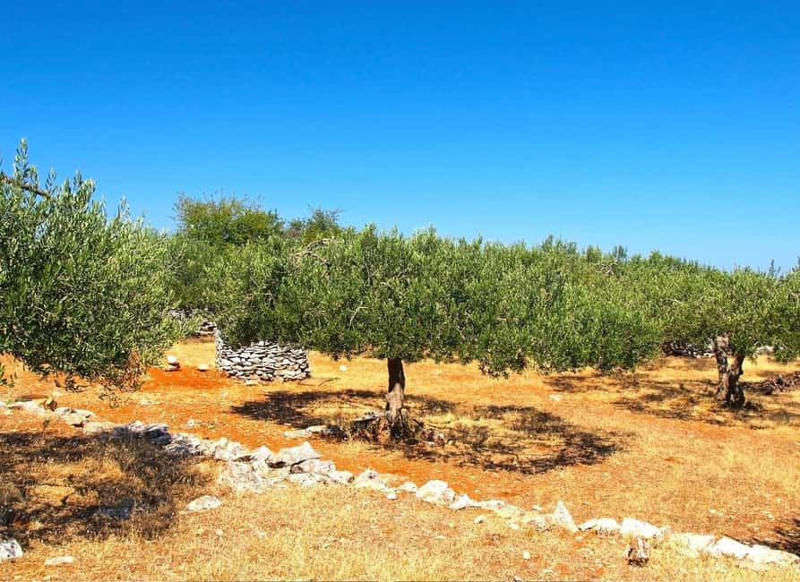 Šibenik or Zadar: Krka falls, olive mill, oil & wine tasting - Food drizzled with oil, plus Croatian wine that fits the day