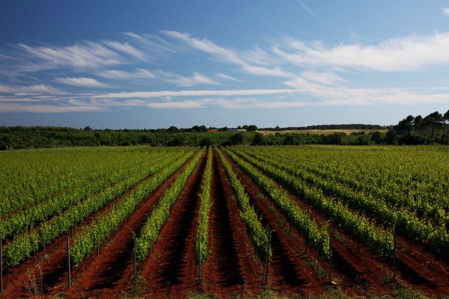 Šišan: Wine Tasting: Organic Wines of Southern Istria - What You Actually Taste: Six Organic Wines in 90 Minutes