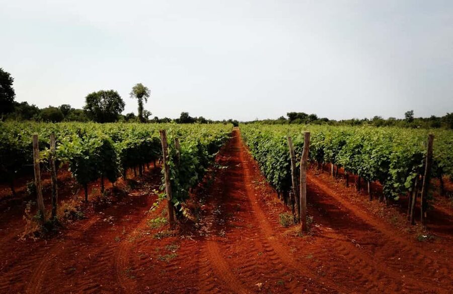 Šišan: Wine Tasting: Organic Wines of Southern Istria - Before You Go: How to Get the Most Out of Your Tasting