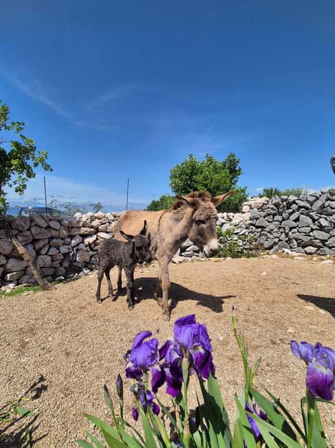 Šmrika (near Rijeka/Krk/Crikvenica) Donkey Farm Family Fun - Feeding, grooming, and leading by leash, the real donkey behavior lesson