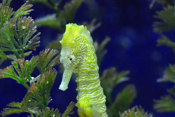 Snorkeling tour Makarska Riviera, islands of Hvar or Brač - Included Gear and On-Boat Comfort That Make Snorkeling Easier