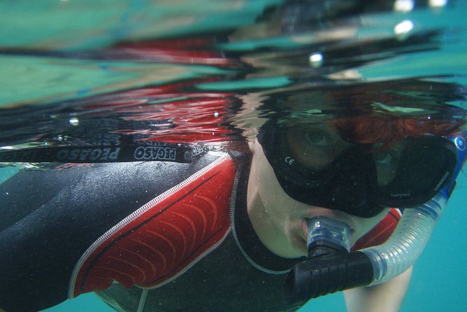 Snorkeling tour Makarska Riviera, islands of Hvar or Brač - What You’ll See: Fish Schools, Snails, Caves, Steep Walls, and Sea Horses