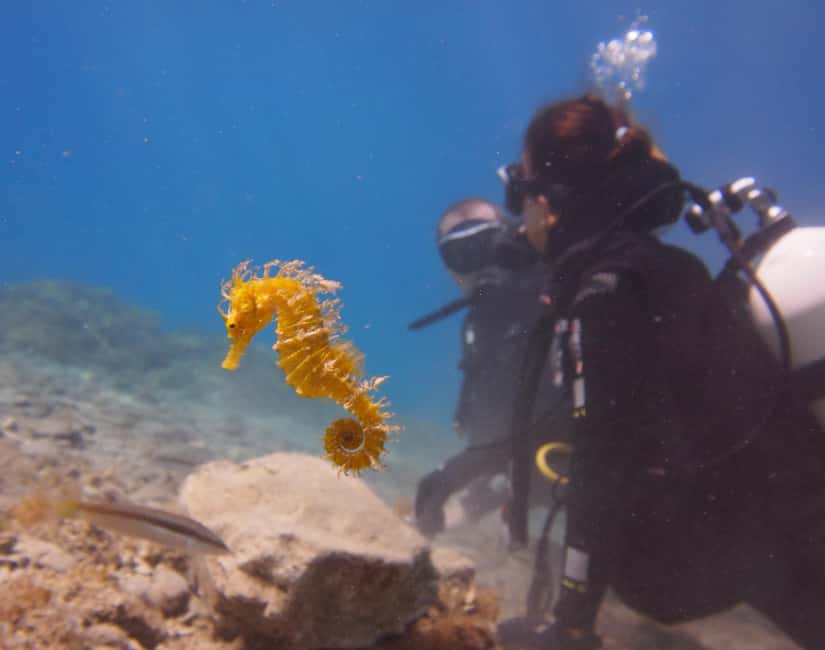 Split-Makarska-Brela Try SCUBA Dive - Why This Private Adriatic Underwater Session Works Better Than Big-Group Formats