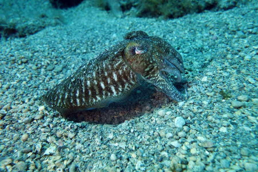 Split-Makarska-Brela Try SCUBA Dive - Practical Tips Before You Go