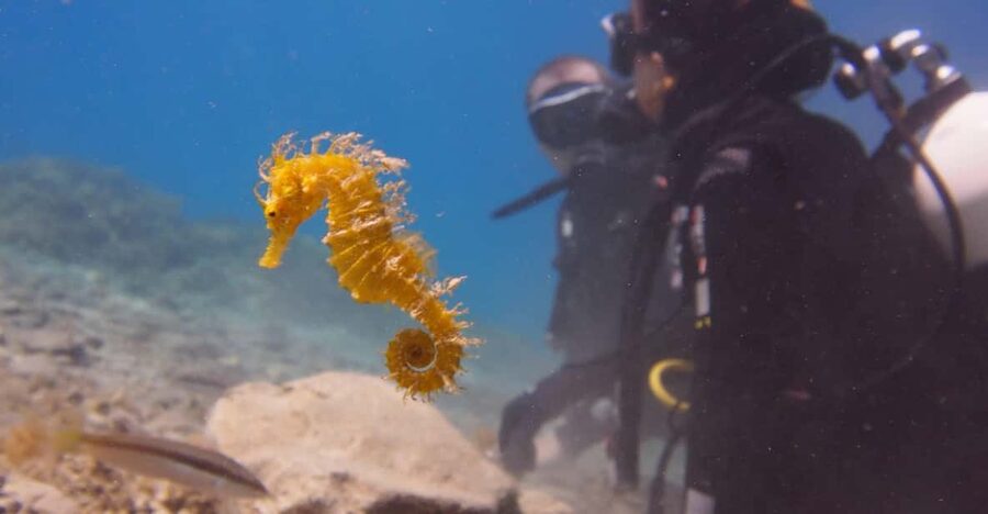 Split-Makarska-Brela Try SCUBA Dive - Bikini Dive Location in Brela: Meet at the Beach, Not on a Boat