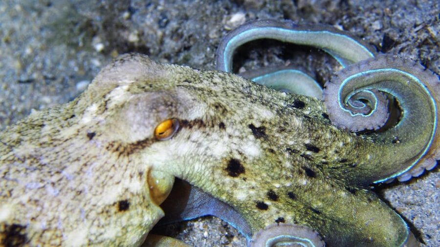 Split-Makarska-Brela Try SCUBA Dive - What You Wear and Bring: Simple Kit, Beach-Ready Setup