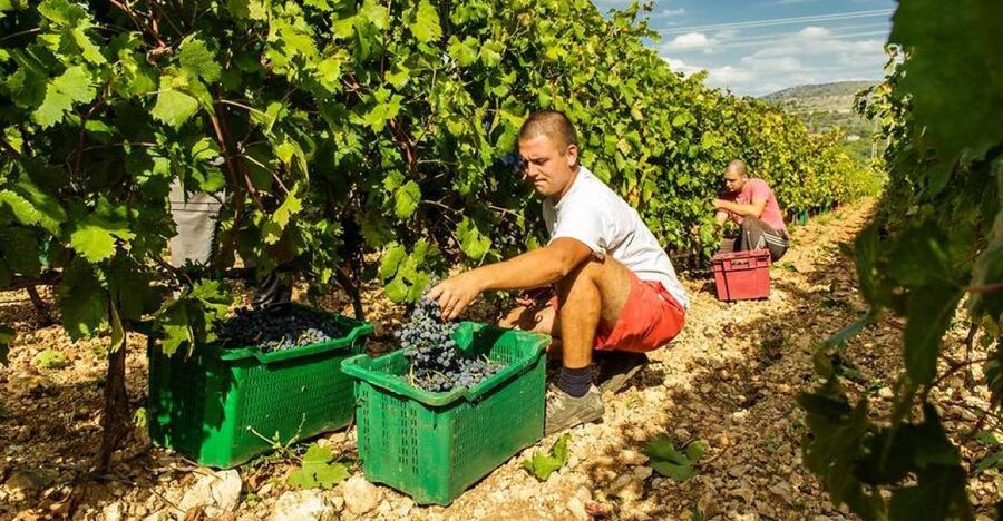Split or Trogir: Krka Waterfalls & Wine and Food tasting - Krka Waterfalls and Working Mills, Without Feeling Rushed