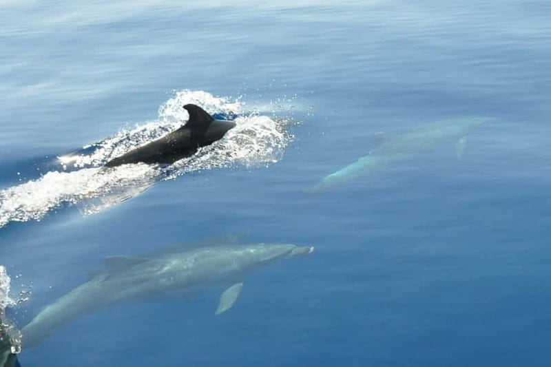 Split: Private Blue Lagoon 3 islands with speed boat - Drvenik Veli Blue Lagoon, turquoise water that earns its hype
