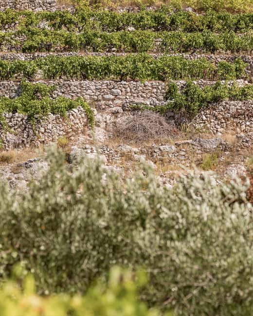 Stari Grad: Private Tuk-Tuk tour with Wine tasting - English guide and private-group feel: what makes it worth the price